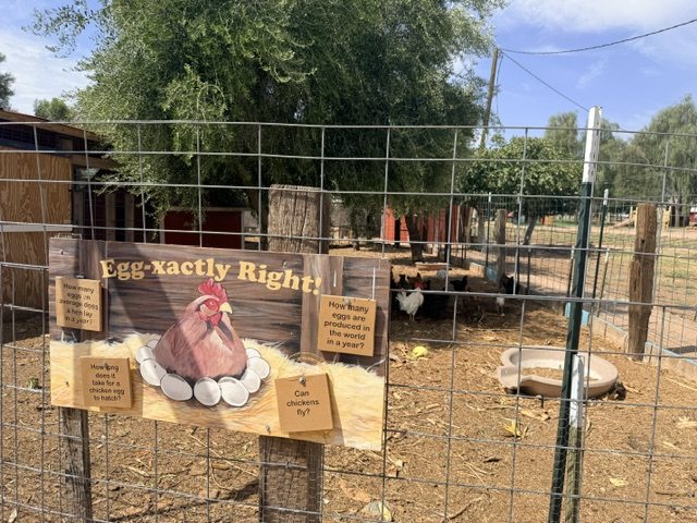 Chickens in their pen behind an &ldquo;Egg-xactly Right!&rdquo; sign at Vertuccio Farms.